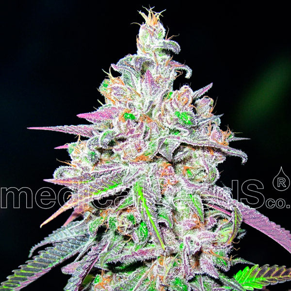 Mendocino Chanel Kush 3 u. fem. Medical seeds