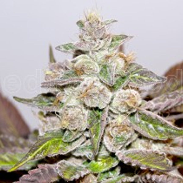 Mendocino Purple Kush 3 pz. fem. Medical seeds