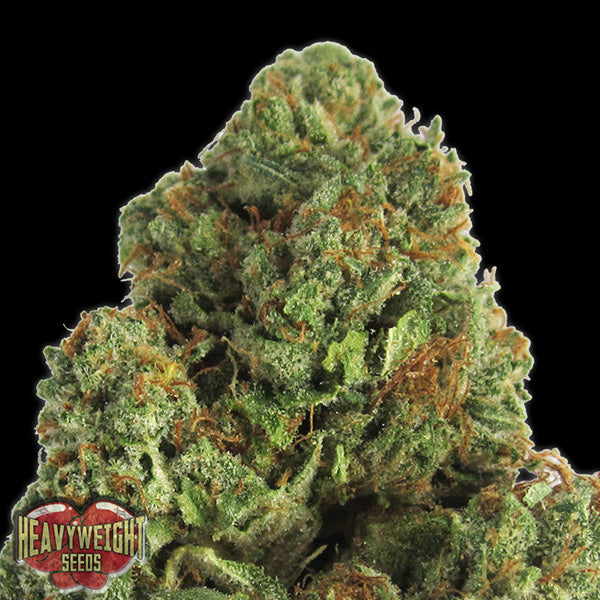 Midnight 5 u. fem. Heavyweight Seeds