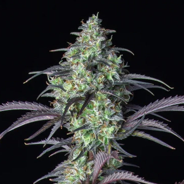 Mimosa Cake Auto 10 u. fem. FastBuds Seeds