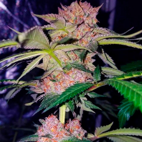 Mimosa Champagne 4 u. fem. Female Seeds