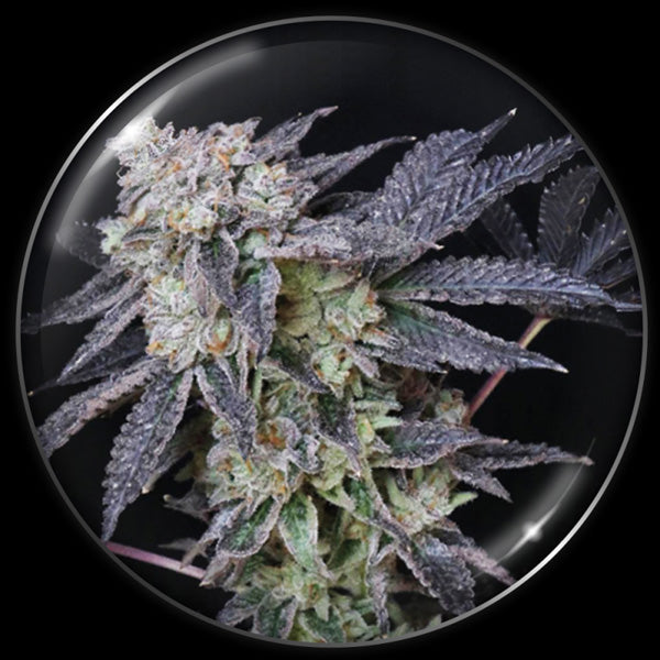 Mintzkittlez 10 u. fem. Medical Seeds
