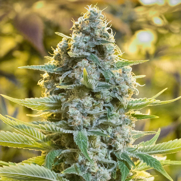 Moby Dick 5 uds Silent Seeds