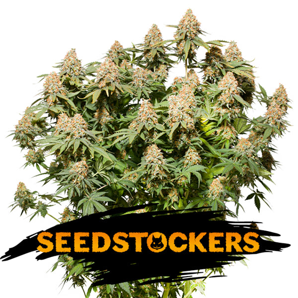 Moby Dick fem. 1 u. Seedstockers