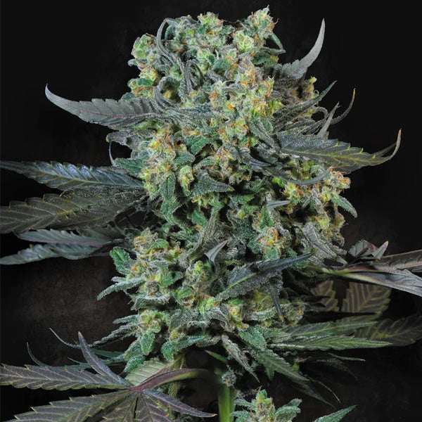 Momo 10 u. fem. Paradise Seeds