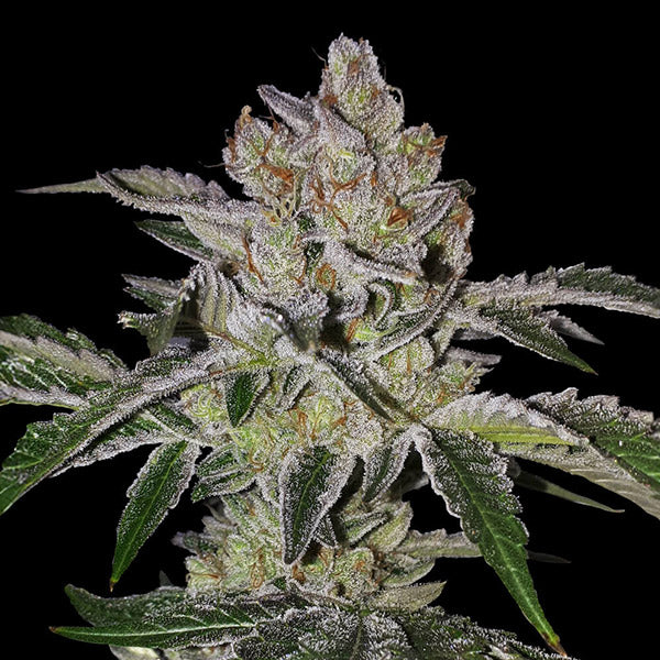 Mon Cherry 5 u. fem. 710 Limited Pack T.H. Seeds
