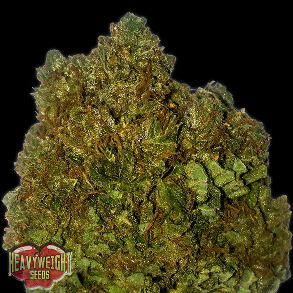 Money Bush 5 u. fem. Heavyweight Seeds