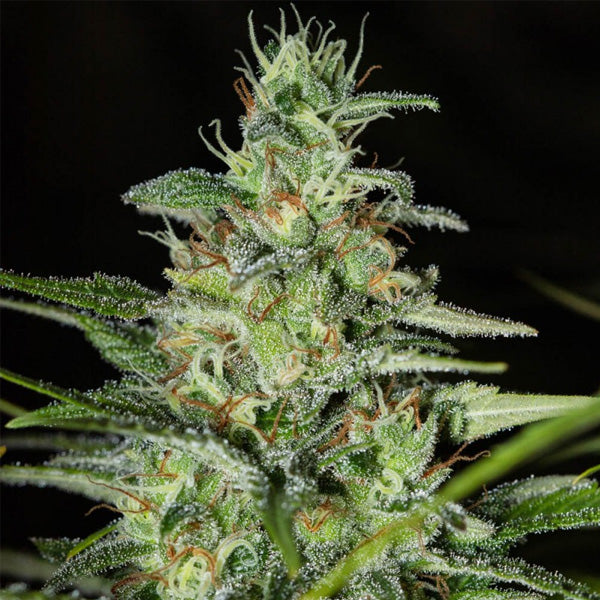 Monster CBD 3+1 ud. fem. Eva Seeds
