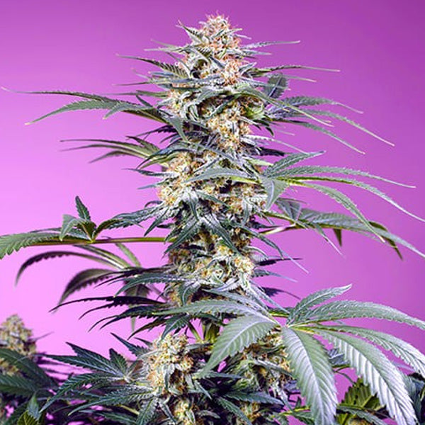 Monster Maker 25 u. fem. Granel Profesionales Sweet Seeds