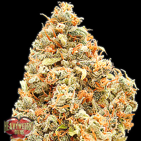 Monster Profit 5 u. fem. Heavyweight Seeds