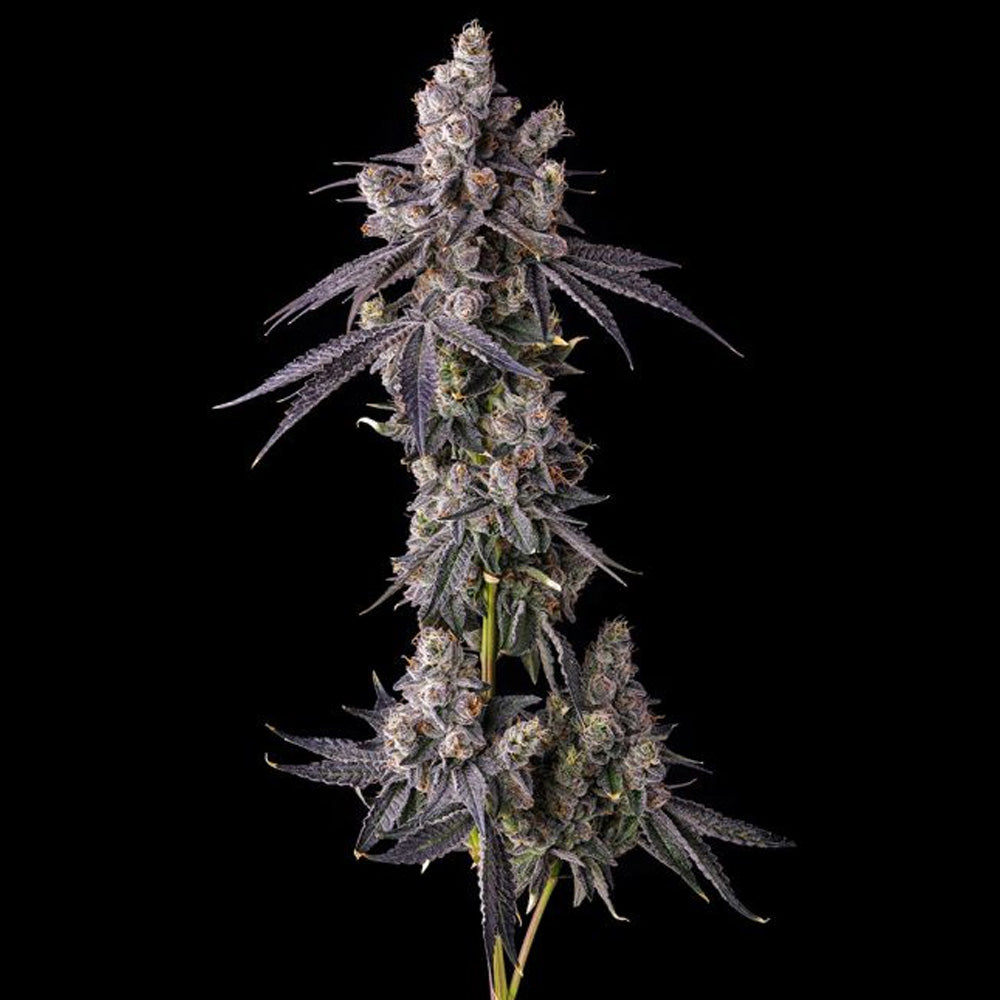 Mora Azul : Blueberry Cruffin x Pave - 7 u. Fem Compound Genetics
