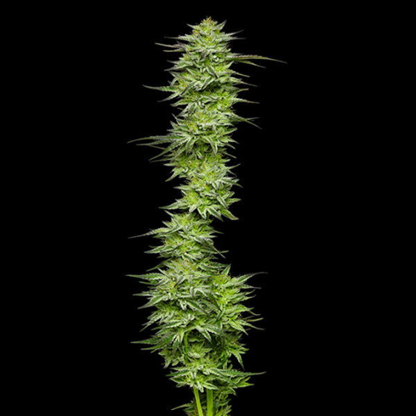 Mountaintop Mint 3 u. fem Humboldt Seeds Company