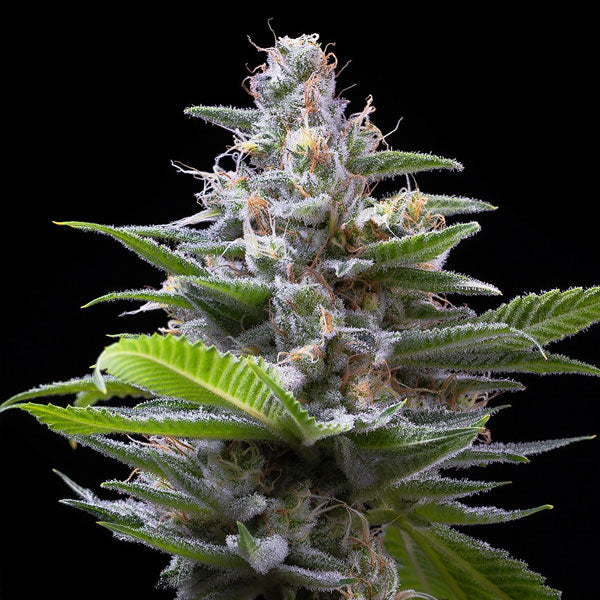 Murder Hornet 3 u. fem Cookies Seed Bank