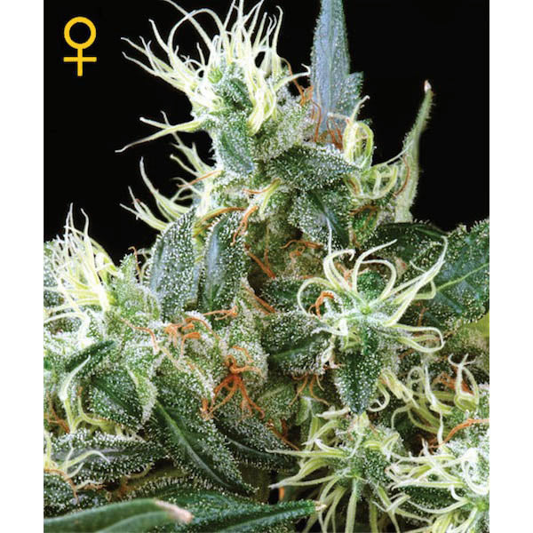 NL 5 x Haze Mist 3 units feminized Green House