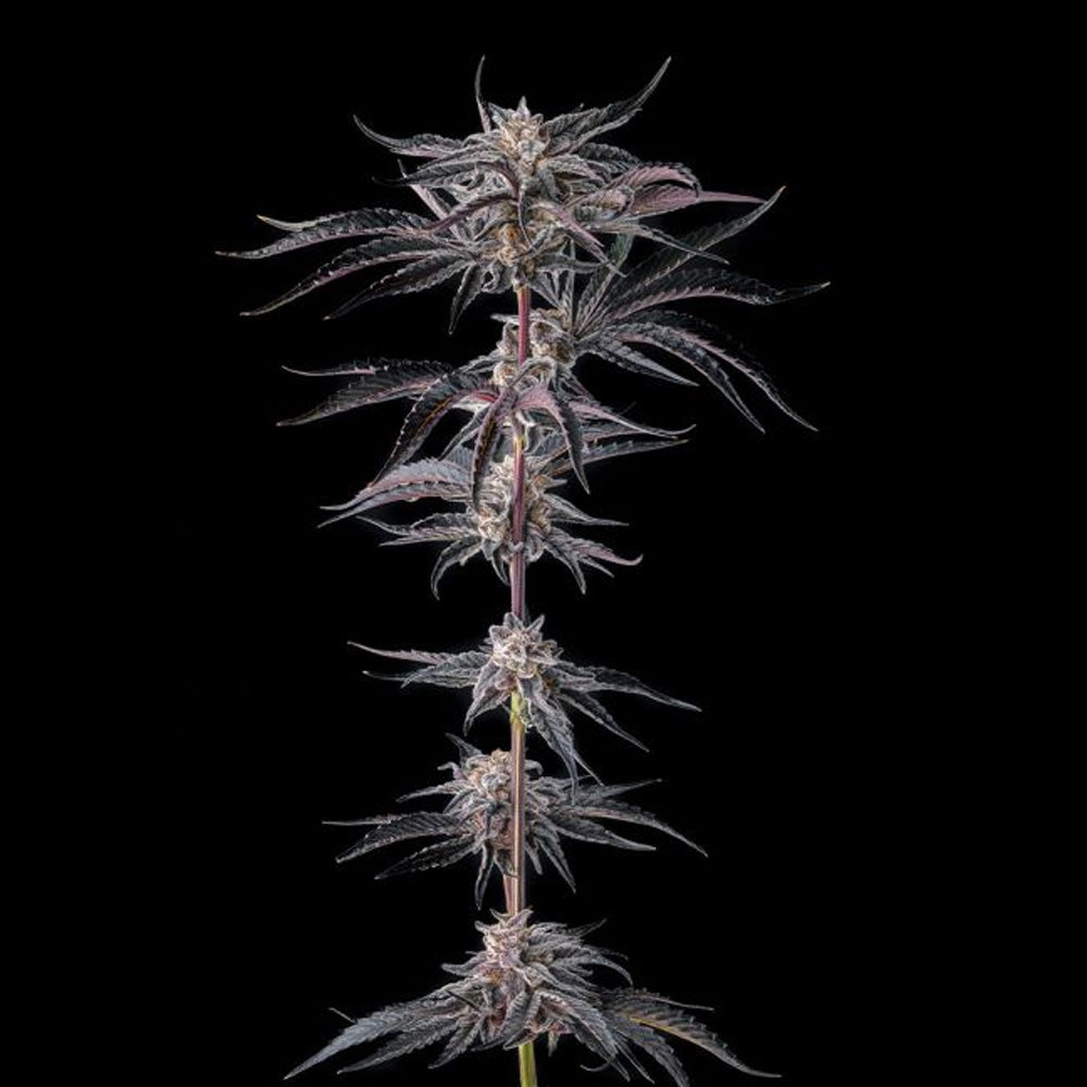 Nakamarra : Pink Certz x Black Amber - 3 u. Fem Compound Genetics
