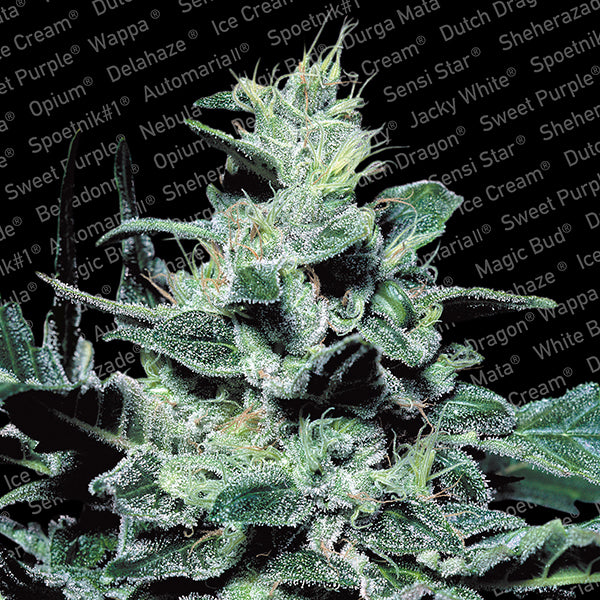 Nebula 5 pc. fem. Paradise Seeds