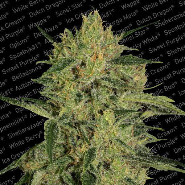 Nebula II CBD 3 u. fem. Paradise Seeds