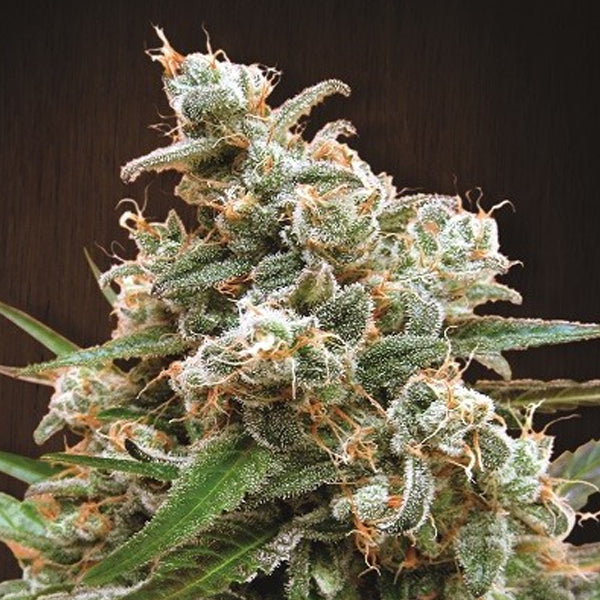 Nepal Jam 1 u. fem. Ace Seeds