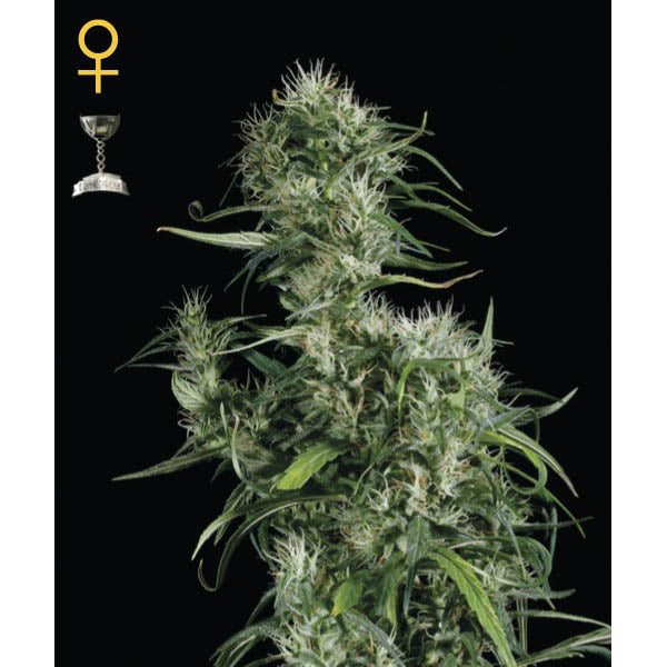 Neville's Haze 5 pz. fem. Green House