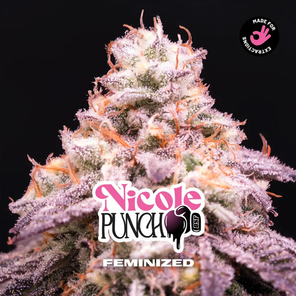 Nicole Punch 2 u. fem BSF Seeds