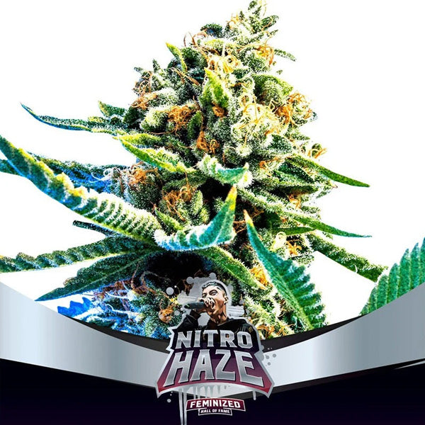 Nitro Haze 7 u. fem BSF Seeds