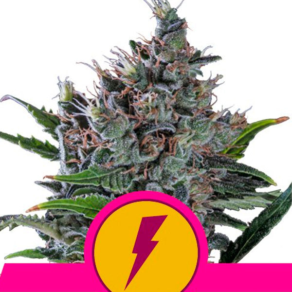 North Thunderfuck 5 u. fem. Royal Queen