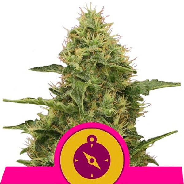 Northern Light 3 u. fem. Royal Queen