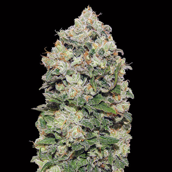 Northern Lights 5 u. fem. 00 Seeds