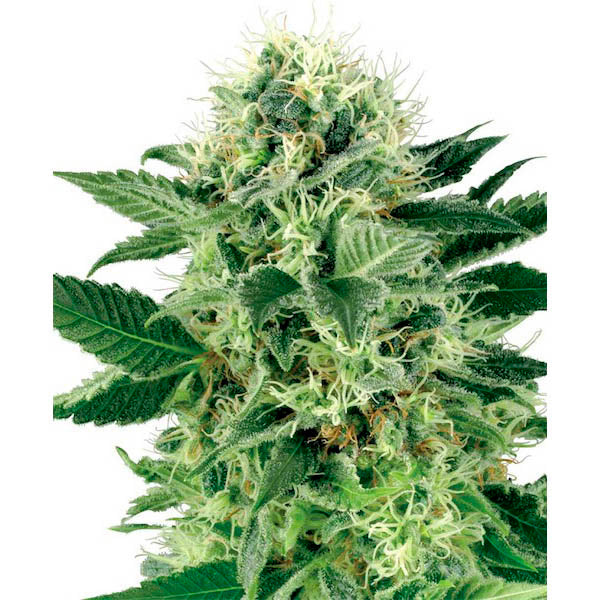 Northern Lights 1 u. fem. White Label