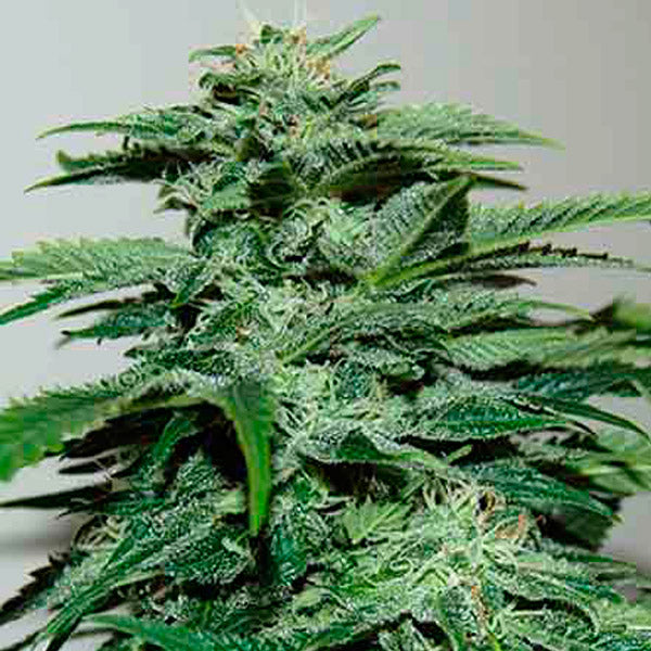 Northern Lights 3 u. fem. Pyramid Seeds