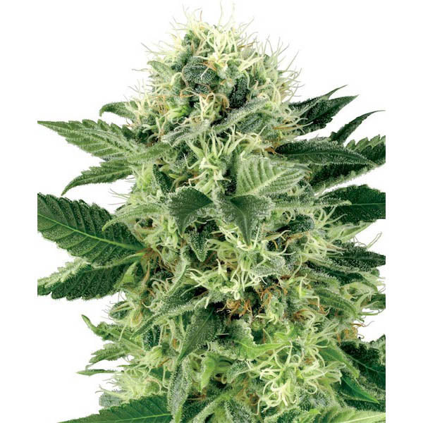 Northern Lights 5 u. fem. White Label