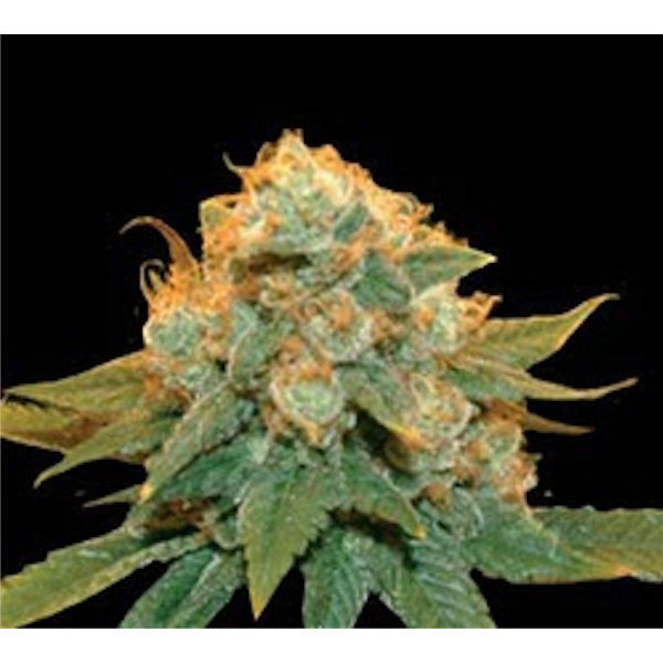 Northern Lights X - 5 fem. seeds. Genehtik