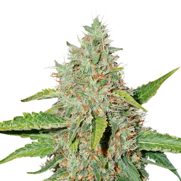 Northern Lights fem. 5 u. Seedstockers