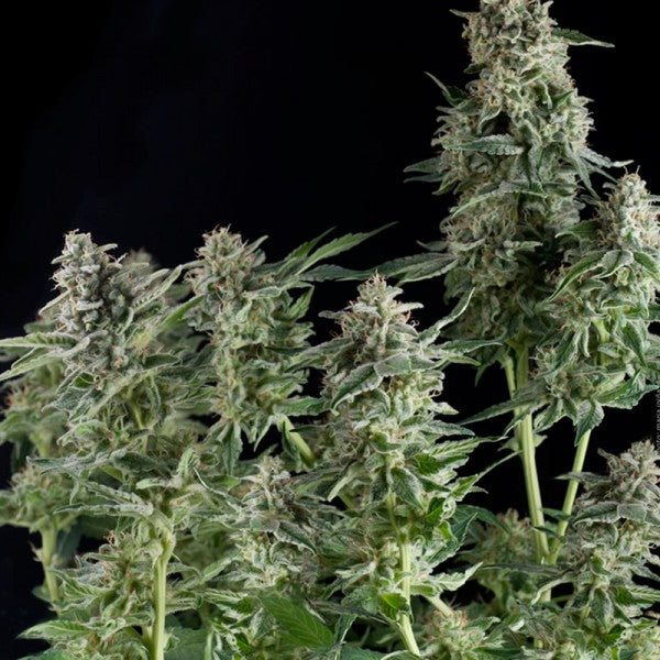 Northern Lights CBD 3 ud. fem. Pyramid Seeds