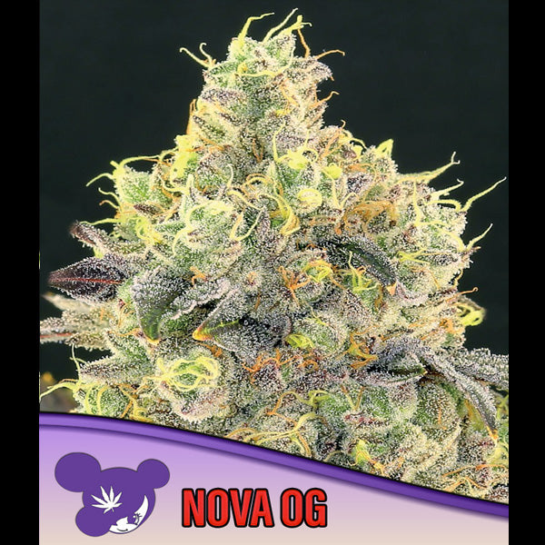 Nova OG 5 u. fem Anesia