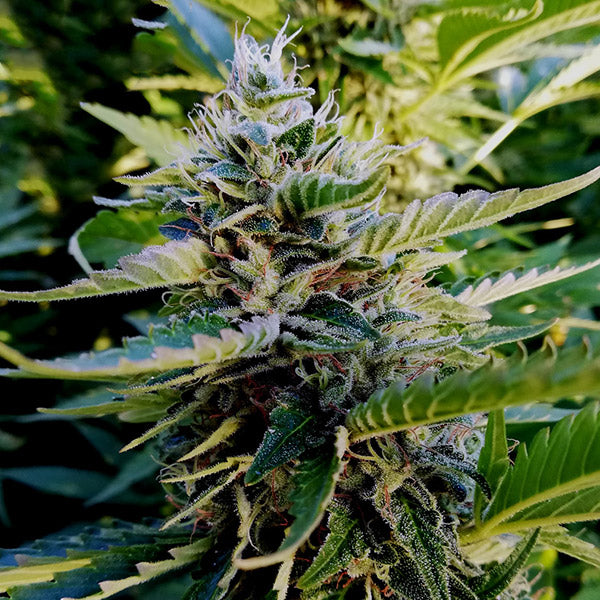 Nuttea Haze 1 pc. fem French Touch Seeds