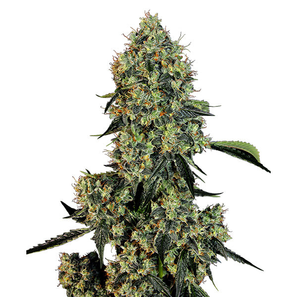 OG Kush 5 u. fem. White Label