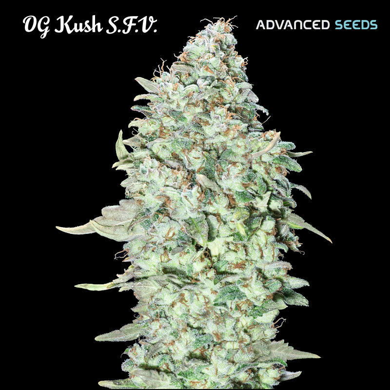 OG Kush S.F.V. 3 + 1 pz. fem. Advanced Seeds