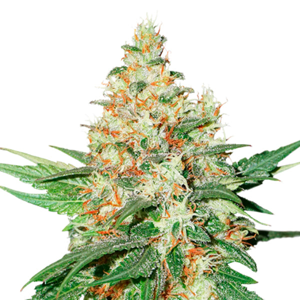O.G. Kush fem. 5 u. Seedstockers