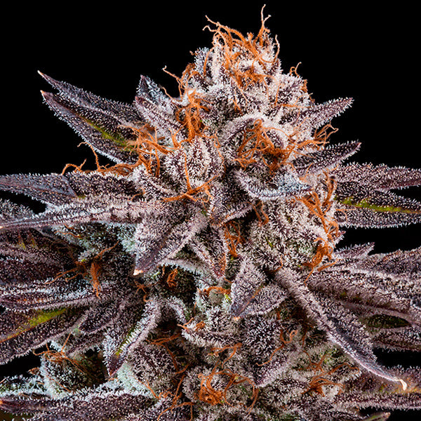 OMG 5 u. fem. Ripper Seeds