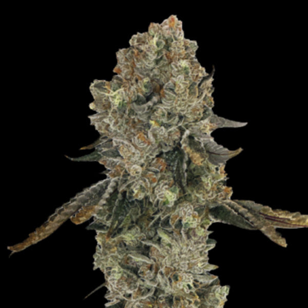 Obsession 5 u. fem Gratefull Seeds