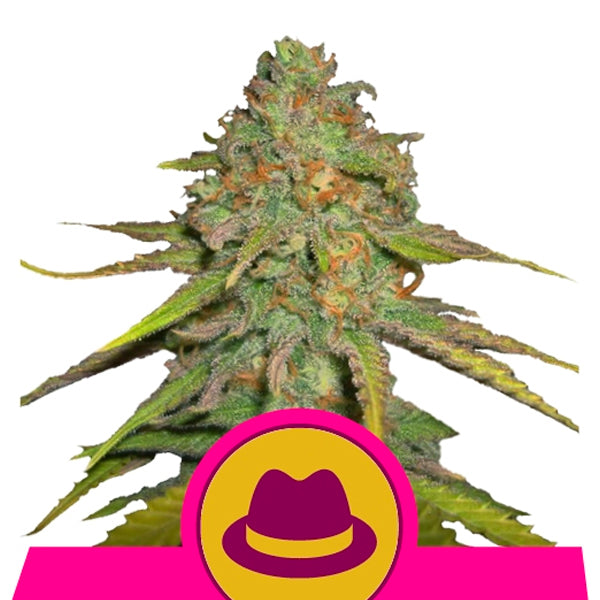 Og Kush 3 u. fem. Royal Queen