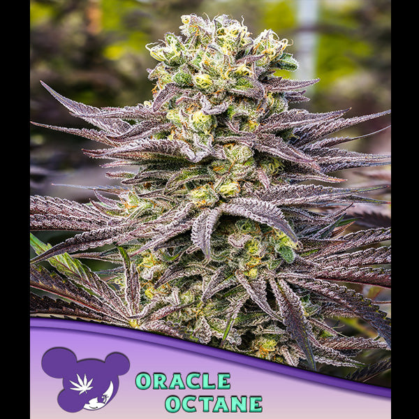 Oracle Octane 5 u. fem Anesia