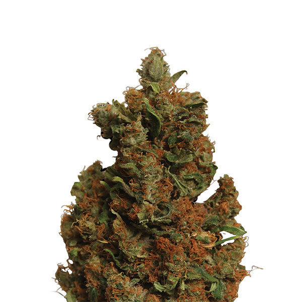 Orange Bud 5 pcs. fem. Nirvana