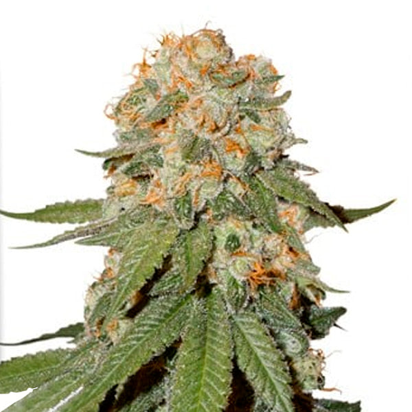 Orange Bud 2.0 - 1 pc. fem. Dutch Passion