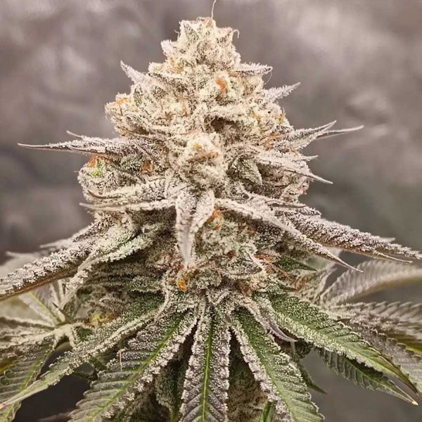 Orange Runtz Cake - 7 pz fem Conscious Genetics