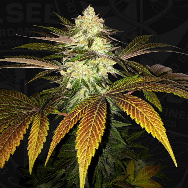Orangesicle 2 u. fem. 710 Limited Pack T.H. Seeds.