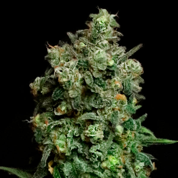 Oregon Apple Trail 3 ud. fem Elev8 Seeds