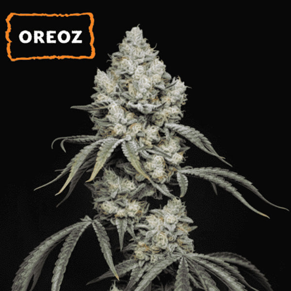 Oreoz fem. 15 pc. Seedstockers