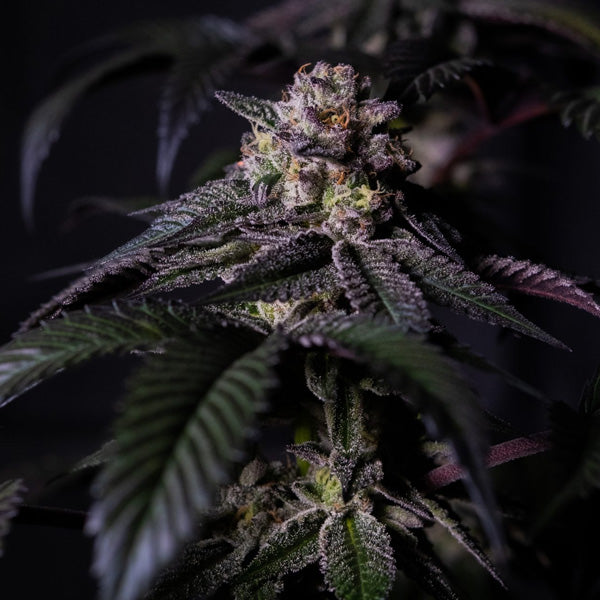 Oreoz Milkshake 5 ud. fem. Positronics Seeds